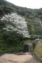 八丈島桜